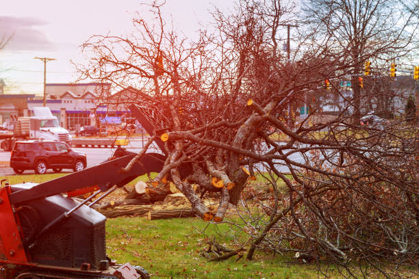 How Our Tree Care Process Works  in  Hampton, TN